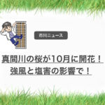 真間川の桜が10月に開花!強風・塩害の影響で10月に桜咲く!市川市