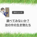 市川市の国分川調整池の生き物を採取して、見て、触って、生き物観察をしよう!