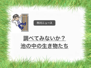市川市の国分川調整池の生き物を採取して、見て、触って、生き物観察をしよう!