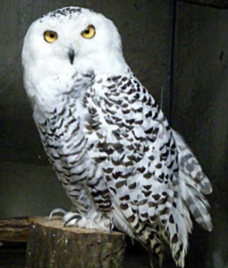 見つけるシロフクロウのシューちゃん