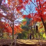 《市川市営霊園のイチョウと紅葉》イチョウ並木が美しすぎる散歩道！
