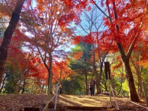 《もみじ山鑑賞会》もみじの紅葉は圧巻!市川で秋を感じる超穴場スポット2025年
