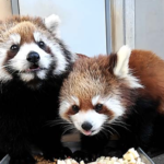 市川動植物園の双子レッサーパンダの名前はミルクとココアに決定!
