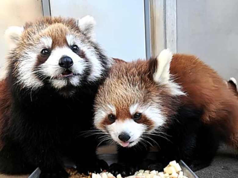 市川動植物園の双子レッサーパンダの名前はミルクとココアに決定！