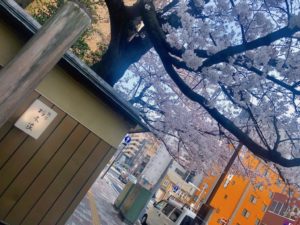 栃木家の玄関先の桜