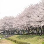 《中山法華経寺の桜》重要文化財と桜の風景！桜の参道を見るならココ！