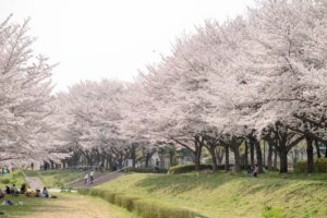 《桜の名所》市川市内のお花見スポット32選！綺麗な桜が見られます！