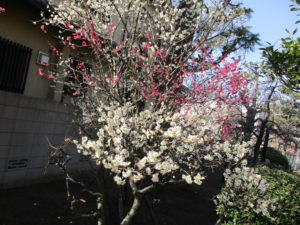 白幡天神公園の梅の花