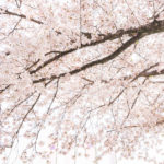 《桜の名所》市川市内のお花見スポット32選！綺麗な桜が見られます！