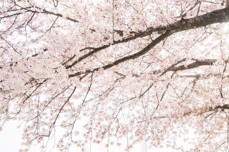 2019年3/30（土）に第11回さいわい桜まつりが開催！@中江川緑道！