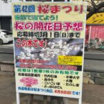 第42回 桜まつり2026|曽谷小学校前 桜並木通りで開催(4/5)開花日予想イベントも