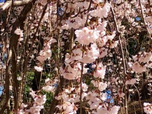伏姫桜のドアップ