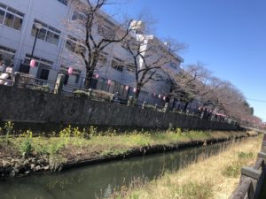 真間川沿いに咲く菜の花と桜