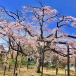《伏姫桜》真間山弘法寺の樹齢400年を超えるしだれ桜の美しさは必見！