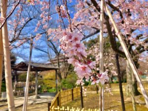 原木山妙行寺しだれ桜のドアップ写真