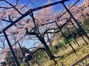 妙行寺のしだれ桜のアップ写真