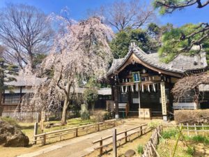弘法寺の大黒堂と宇賀桜