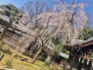 弘法寺の宇賀桜