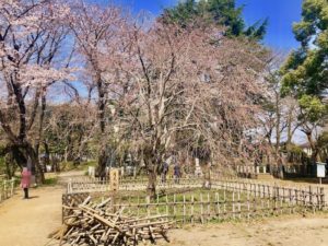 真間山弘法寺の月見桜