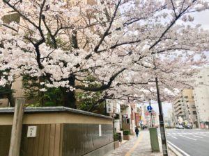 歩道からの桜
