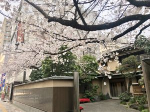 栃木家の玄関と桜