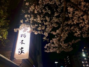栃木家の看板と夜桜