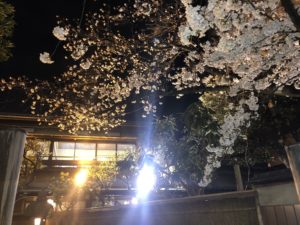 栃木家の建物と夜桜