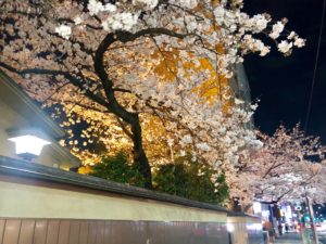 ライトアップされた栃木家の夜桜