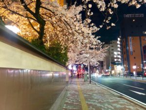 歩道上の栃木家の夜桜