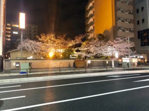 14号道路反対側からの栃木家の夜桜