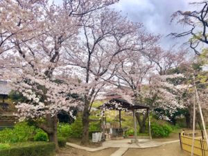 妙行寺の桜