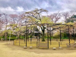 妙行寺のソメイヨシノが満開の時期のしだれ桜の葉桜