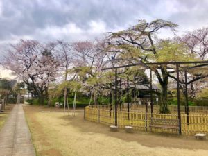 妙行寺のソメイヨシノとしだれ桜