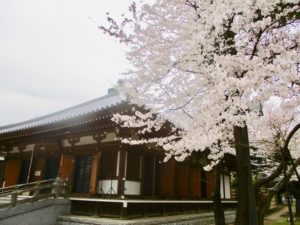 ソメイヨシノと弘法寺の祖師堂