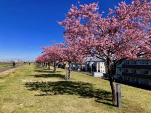 市川南の河津桜
