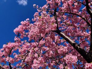 市川南の河津桜のアップ