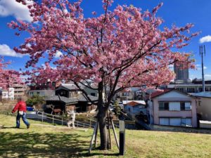 河津桜とオーナー名の入った杭