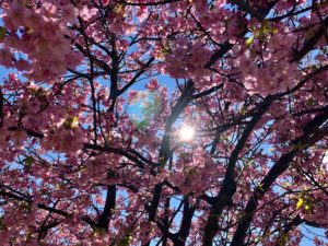 市川南の河津桜から顔を覗かせる太陽