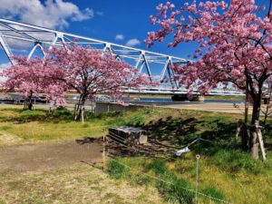 河津桜と電車の写真スポット