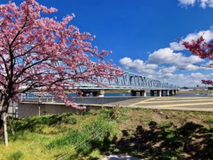 河津桜と鉄道橋