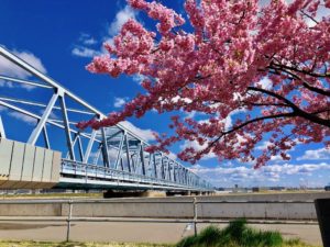 鉄道橋と河津桜