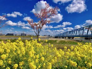 菜の花と河津桜と鉄道橋