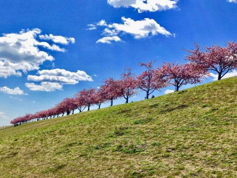 《江戸川河津桜並木市川南》土手に並んだ美しい河津桜の桜スポット！
