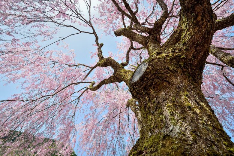 《桜まつり桜イベント》市川市内で桜に関する祭りやイベントのまとめ！