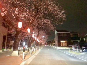 夜の桜並木通りの桜