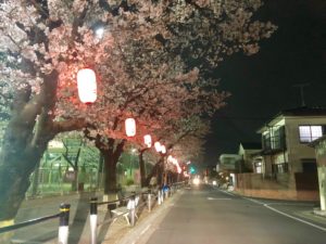 曽谷小学校前の夜桜