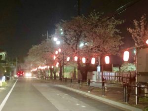 夜桜の桜並木