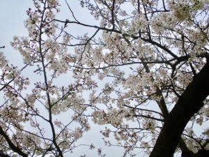 行徳駅前公園の桜のアップ写真