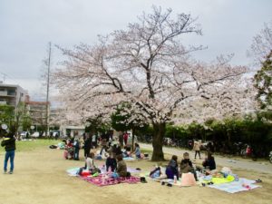 行徳駅前公園の桜の木の下でお花見をする人々