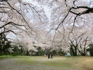 桜が満開の里見公園分園A